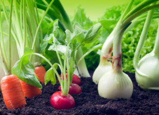 La posizione degli ortaggi nell’orto 592 0 064 La posizione degli ortaggi nell orto